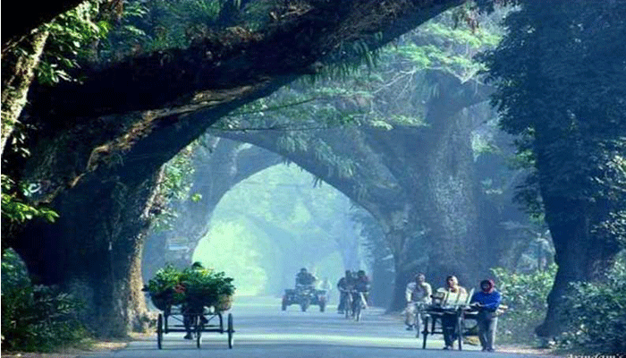 বাঁচল যশোর রোডের সবুজ ঐতিহ্য