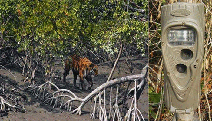 সুন্দরবনে ২৩৯টি পয়েন্টে বাঘ গণনা শুরু