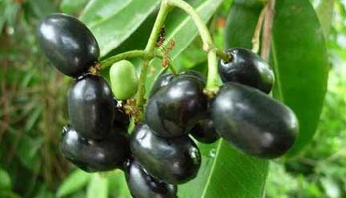 কালো জামের ঔষধি গুণ