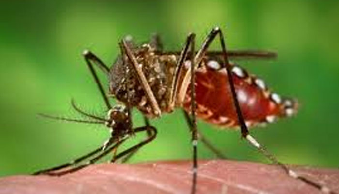 রাজধানীতে ডেঙ্গু আতঙ্ক ও আক্রান্তের সংখ্যা বাড়ছে