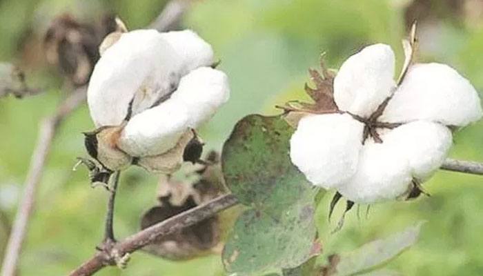 চলতি মৌসুমে ২ লাখ বেল তুলা উৎপাদনের লক্ষ্যমাত্রা