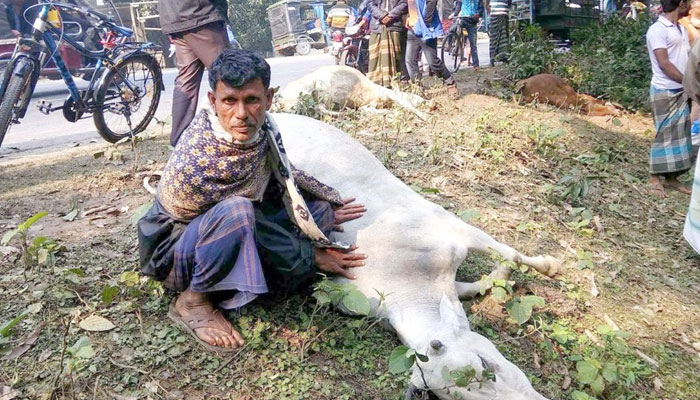ইব্রাহিমপুর ঘাটে চার দিনে ১৬টি গরুর মৃত্যু