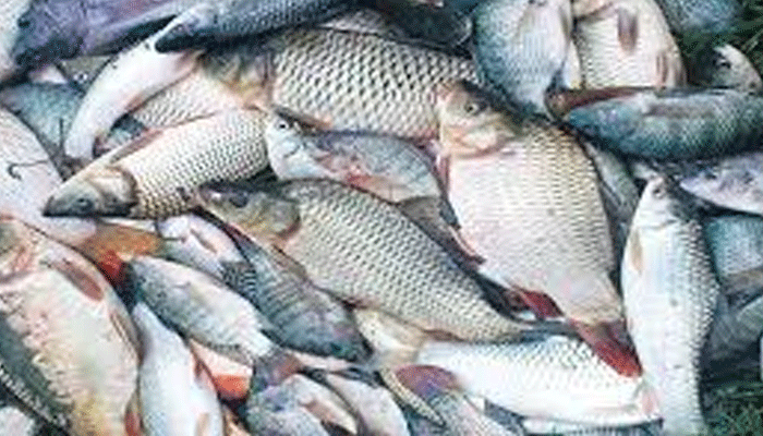 লক্ষ্যমাত্রা ছাড়িয়েছে মাছ উৎপাদন