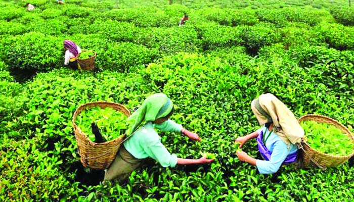চা উৎপাদন লক্ষ্যমাত্রা ছাড়িয়েছে