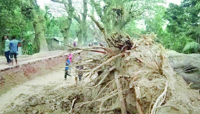 শতবর্ষী গাছগুলো উপড়ে পড়ছে