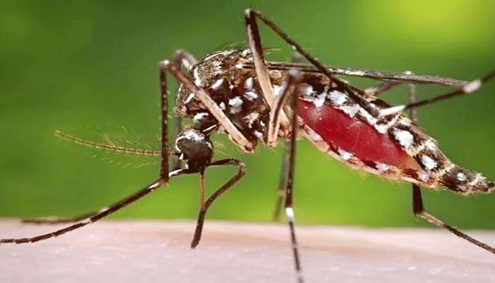 ডেঙ্গুতে প্রাণ গেল আবহাওয়াবিদের অন্তঃসত্ত্বা স্ত্রীর