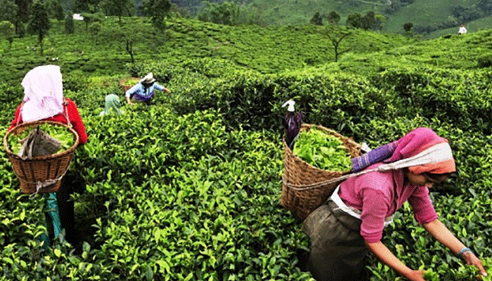 চা বিপণনে নতুন ব্র্যান্ডের আধিপত্য