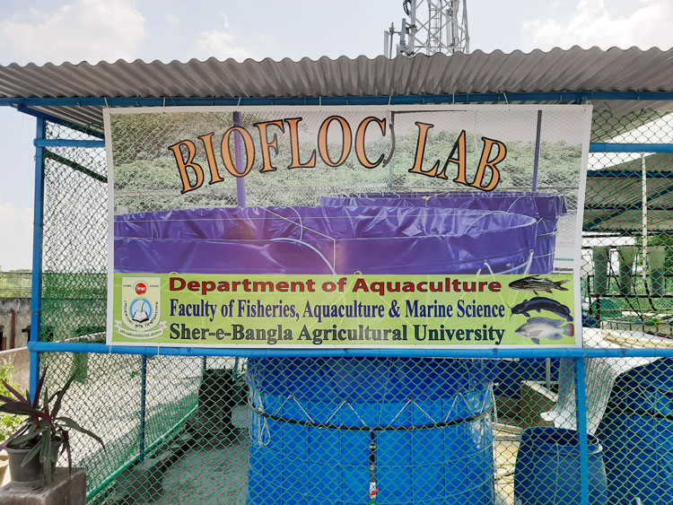 স্বল্প বিনিয়োগে আঙিনা-ছাদে মাছ চাষ