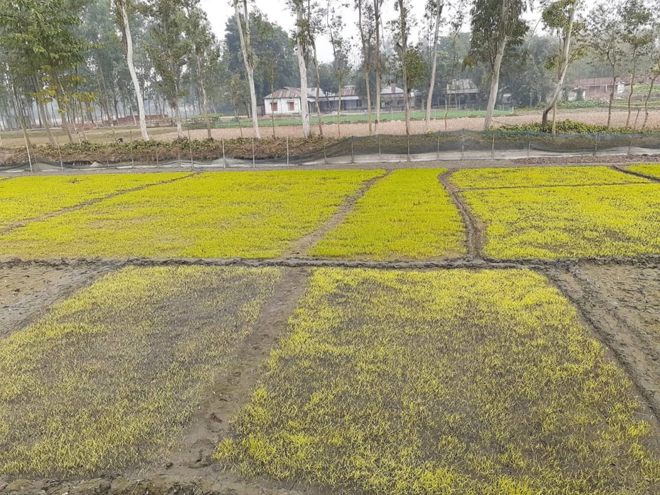 শীতের থাবায় হলুদ বর্ণ বীজতলা