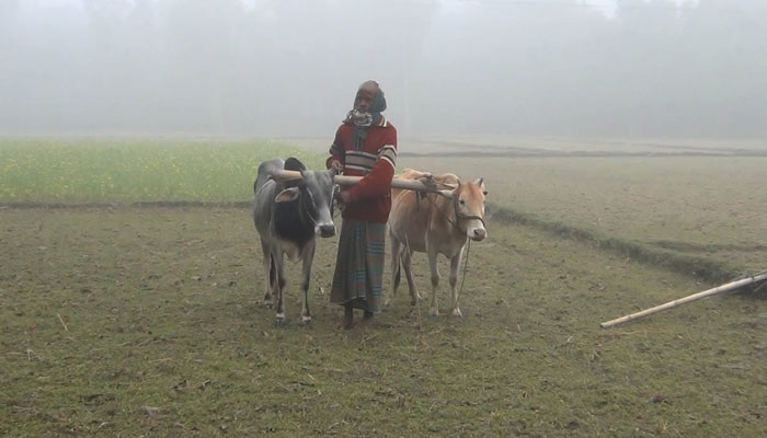 সূর্যের দেখা নেই, দিশেহারা চরাঞ্চলবাসী