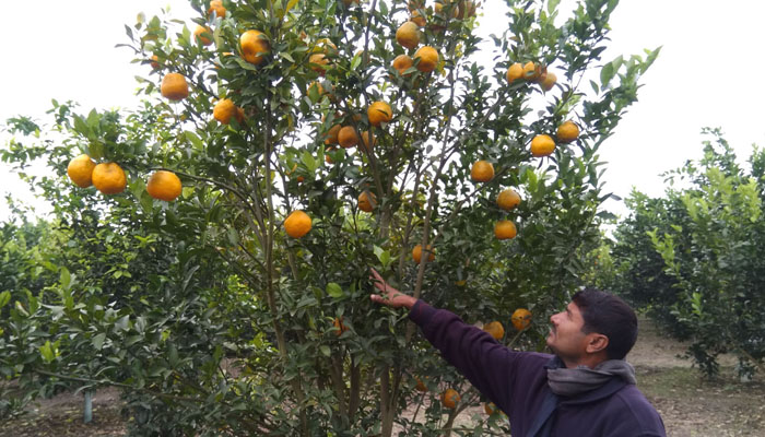 ঝিনাইদহের কমলা ছড়িয়ে পড়বে সারাদেশে