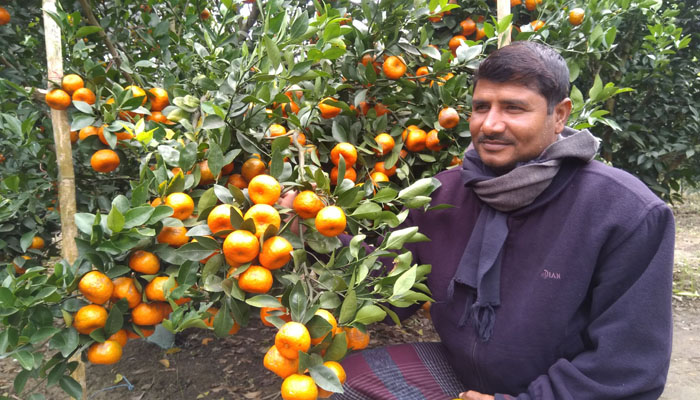 ঝিনাইদহের কমলা ছড়িয়ে পড়বে সারাদেশে