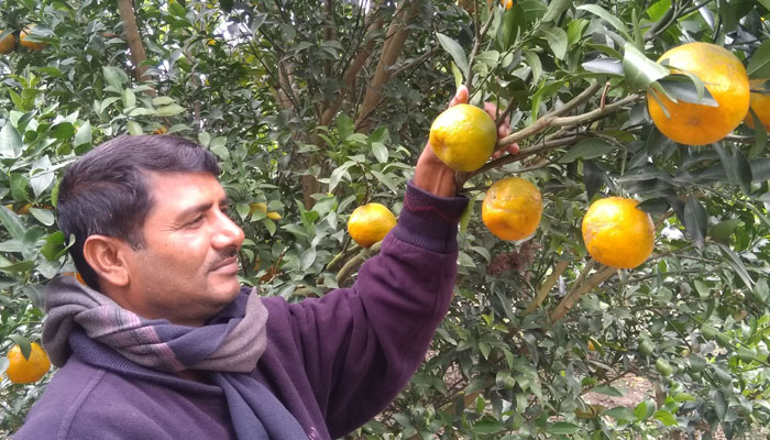 ঝিনাইদহের কমলা ছড়িয়ে পড়বে সারাদেশে