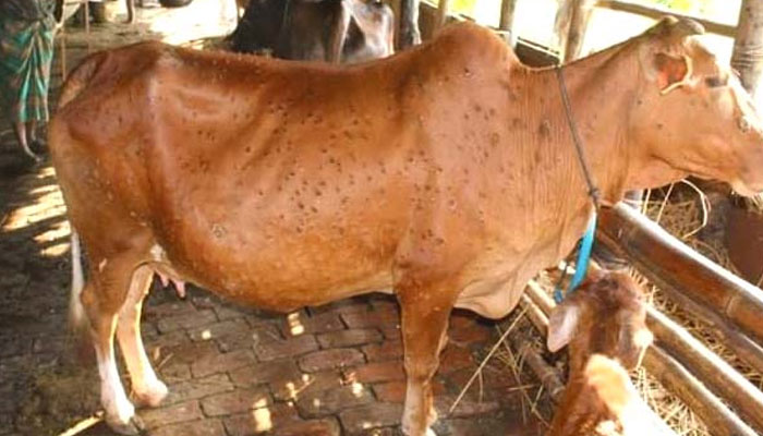রাউজানে ছড়িয়ে পড়েছে গরুর লাম্পি স্কিন রোগ