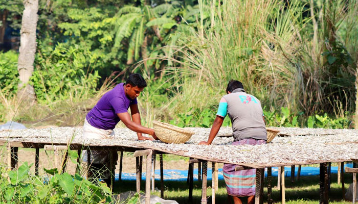 শুঁটকিতে ভাগ্য বদল চলনবিলাঞ্চলের মানুষের!