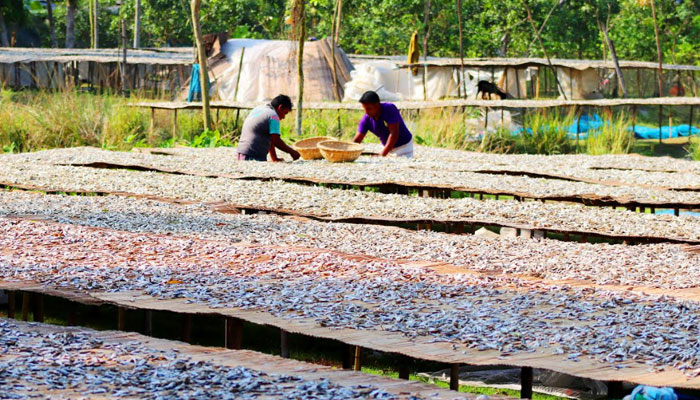 শুঁটকিতে ভাগ্য বদল চলনবিলাঞ্চলের মানুষের!