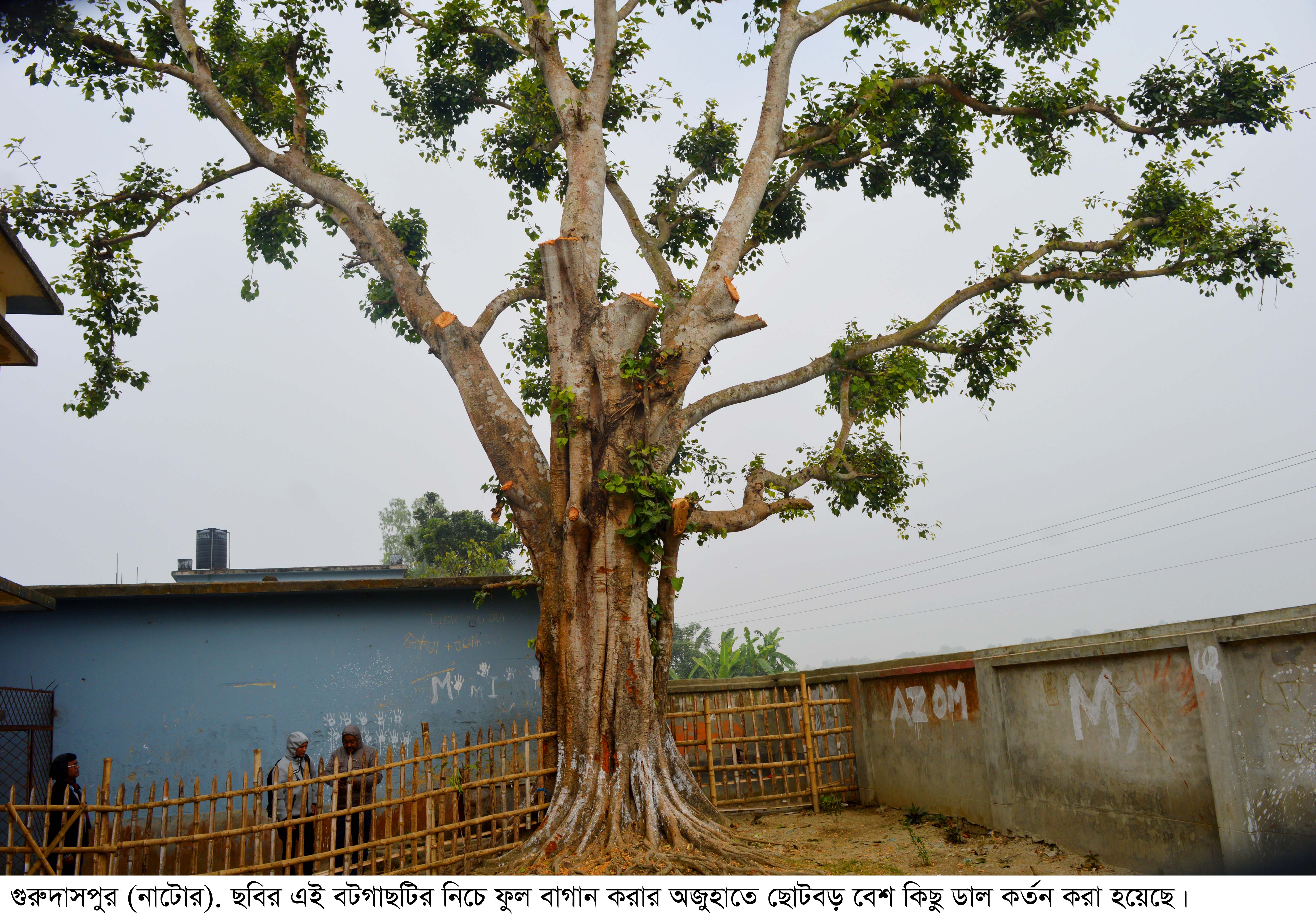 গাছ কেটে ফুলের বাগান, থানায় অভিযোগ