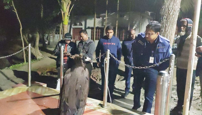 হঠাৎ আকাশ থেকে পড়লো বিরল পাখি!