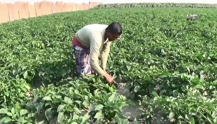 ক্যাপসিকামে বিপ্লব ঘটছে ভোলায়