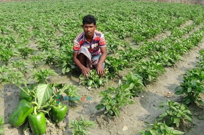 ক্যাপসিকামে বিপ্লব ঘটছে ভোলায়
