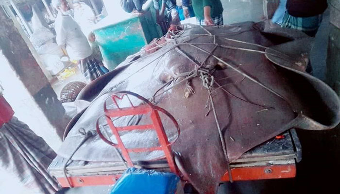 সাত মণ শাপলাপাতা মাছ! মাইকিং করে বিক্রি