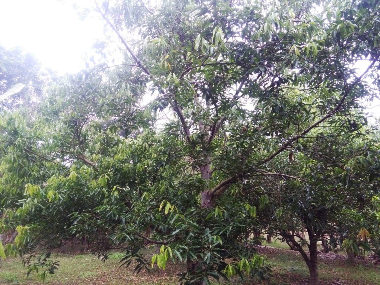 কালীগঞ্জে বাণিজ্যের দুয়ার খুলছে তেজপাতা চাষ
