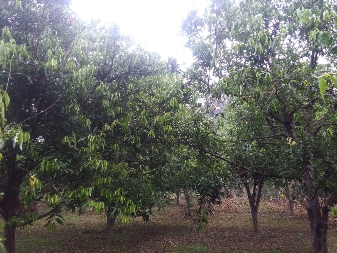 কালীগঞ্জে বাণিজ্যের দুয়ার খুলছে তেজপাতা চাষ