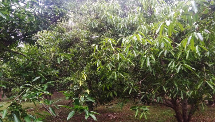 কালীগঞ্জে বাণিজ্যের দুয়ার খুলছে তেজপাতা চাষ