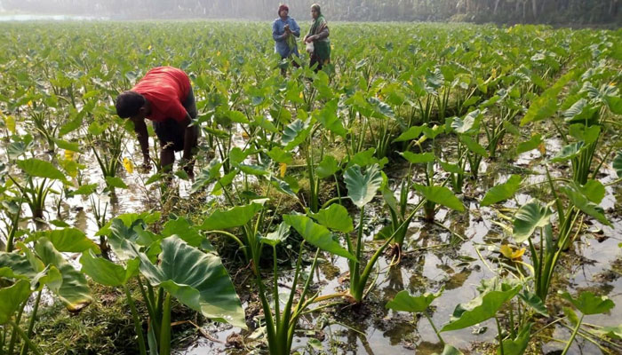 শুভ-সুরেশ্বরের সোনার হরিণ এখন ‘সবজিচাষ’