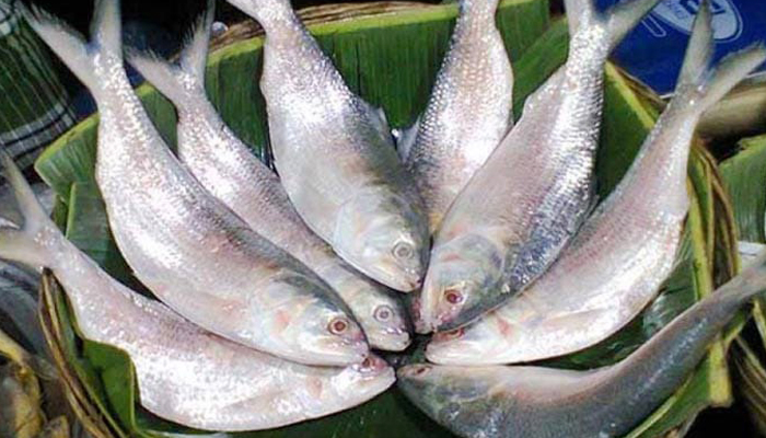মেঘনায় অসময়ে ঝাঁকে ঝাঁকে ইলিশ