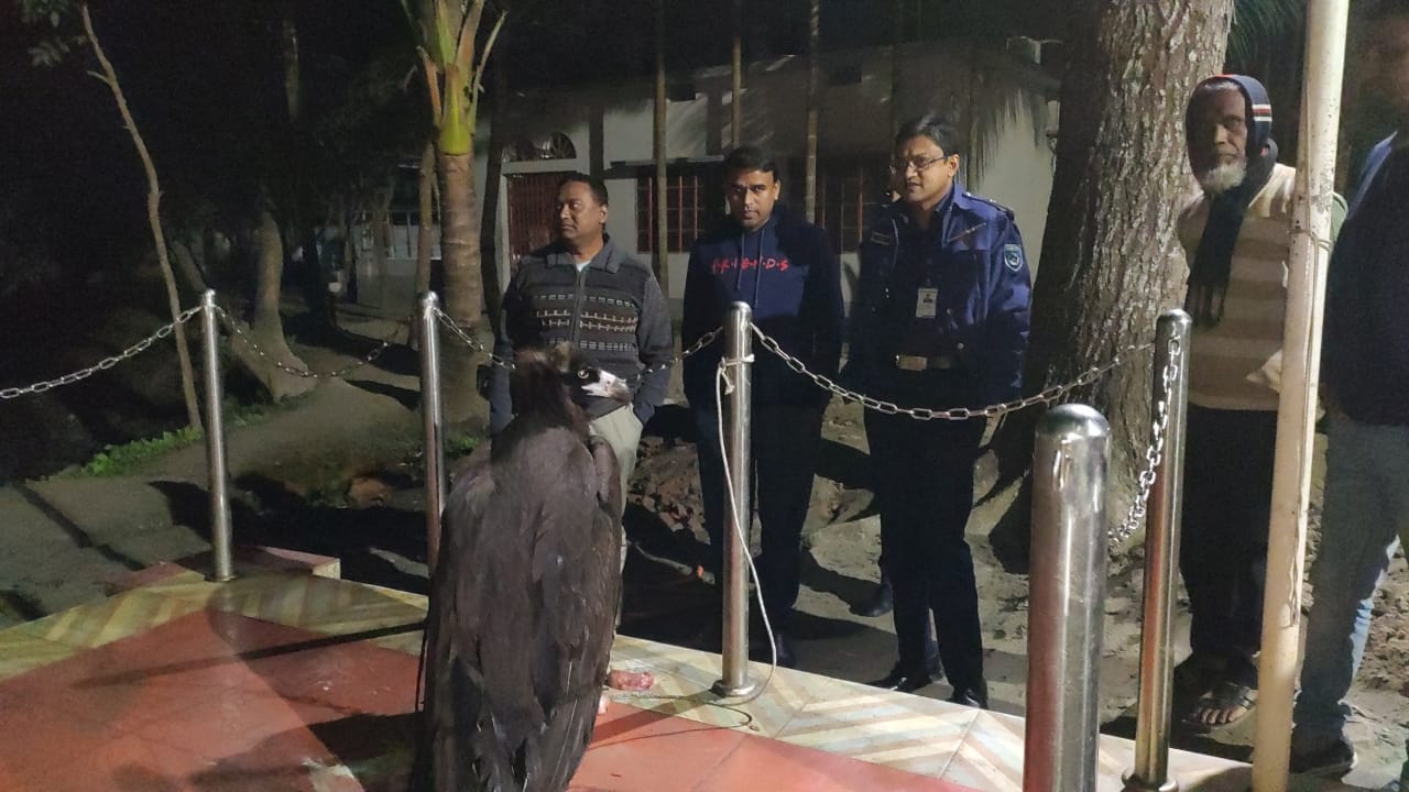 হঠাৎ আকাশ থেকে পড়লো বিরল পাখি!