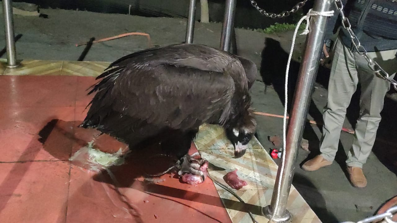 হঠাৎ আকাশ থেকে পড়লো বিরল পাখি!