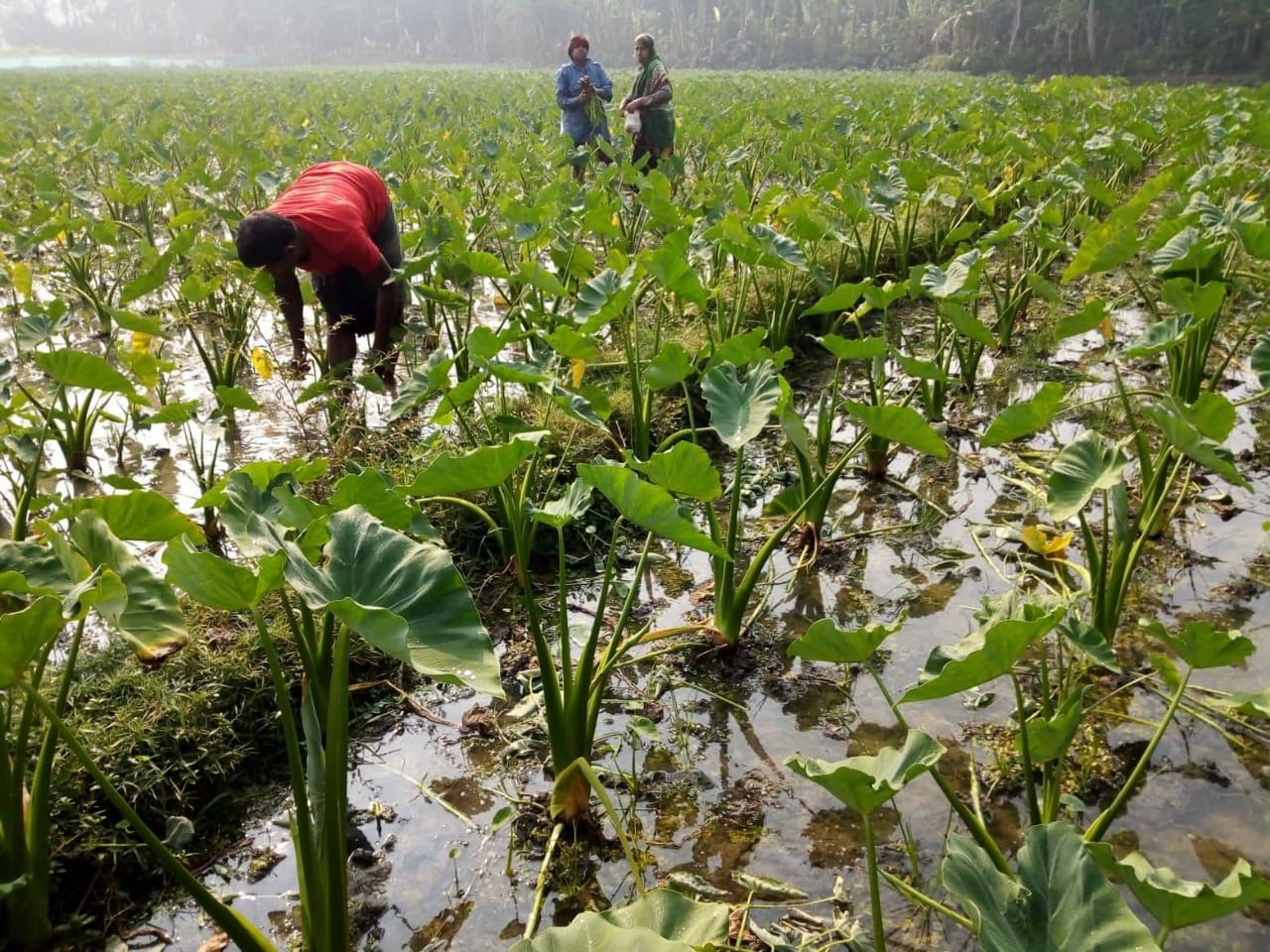 শুভ-সুরেশ্বরের সোনার হরিণ এখন ‘সবজিচাষ’