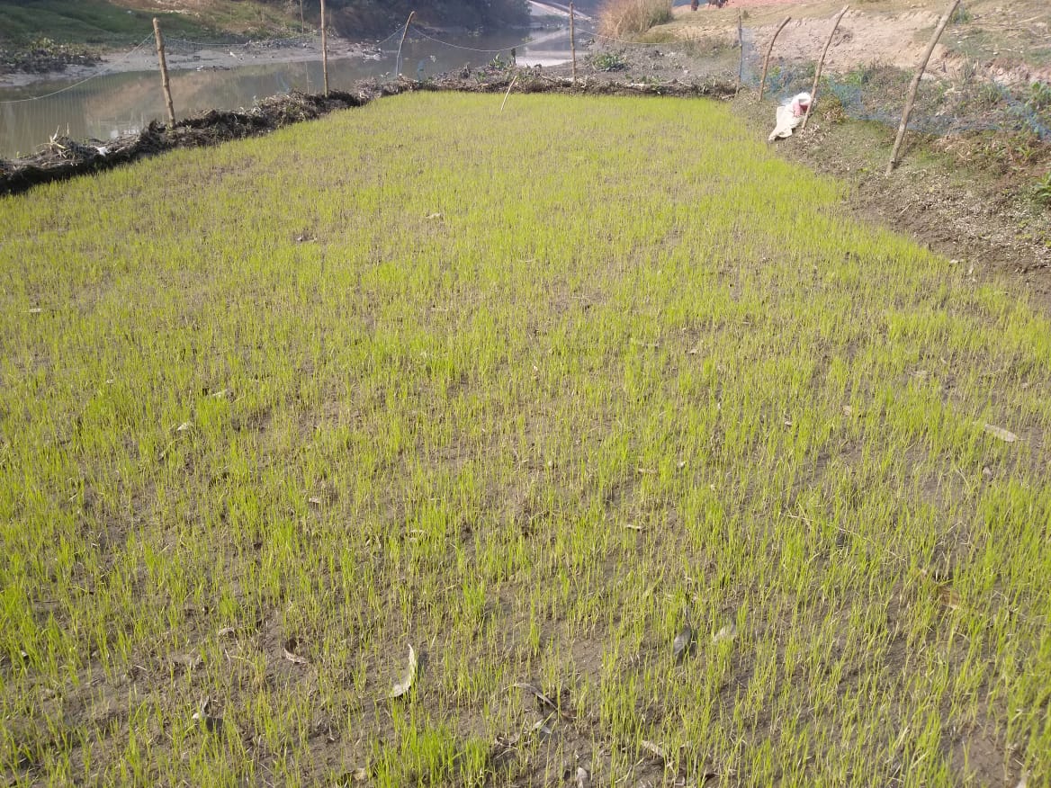 মেরামত হলো বাঁধ, রক্ষা পেল বীজতলা