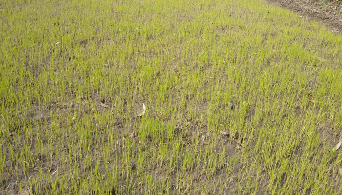 মেরামত হলো বাঁধ, রক্ষা পেল বীজতলা