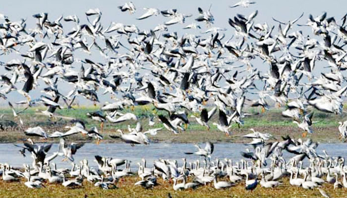অতিথি পাখির বিচরণে মুখর ভোলার উপকূলীয় চরাঞ্চল