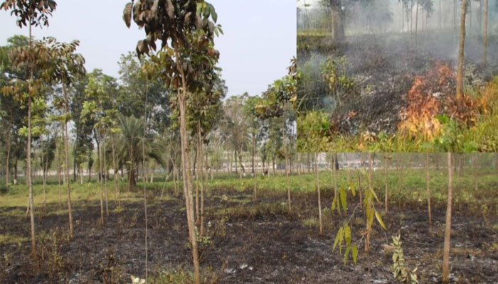 বহিরাগতদের দেয়া আগুনে পুড়ল বাগান