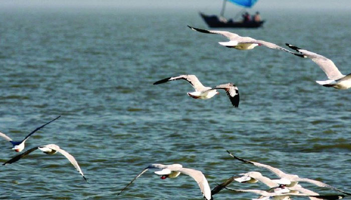অতিথি পাখির বিচরণে মুখর ভোলার উপকূলীয় চরাঞ্চল