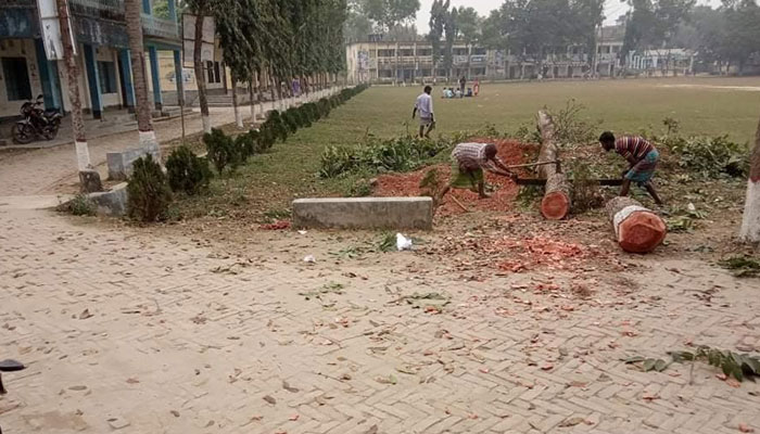 শ্রীপুরে অনুমতি ছাড়াই সরকারি কলেজের গাছ কর্তন