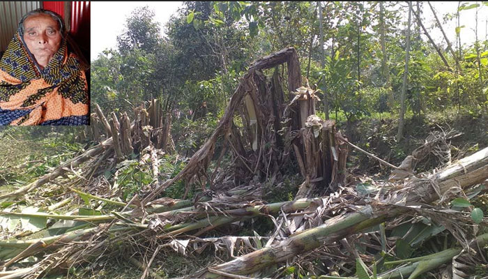 রামগঞ্জ গাছকেটে বিধবার সম্পত্তি দখল
