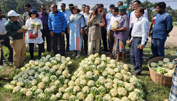 ফুলকপির ফলনে কৃষকের মুখে হাসি