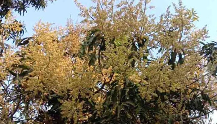 মুকুলে মুকুলে ছেয়ে গেছে শাহজাদপুর
