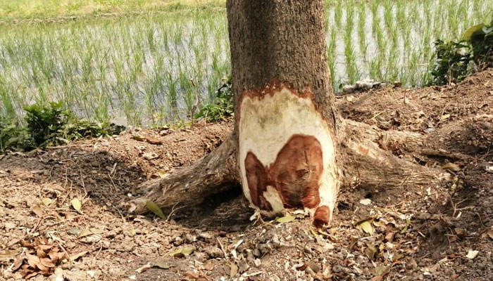টেন্ডার ছাড়াই গাছ কেটে সাবাড়
