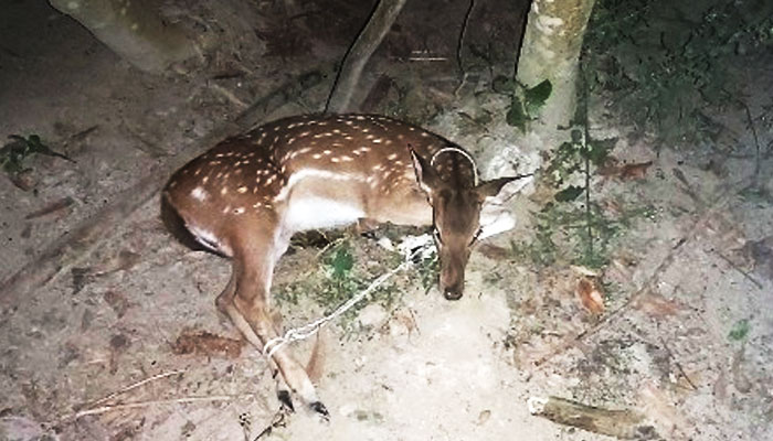 মনপুরায় অবমুক্ত হলো মায়া হরিণ