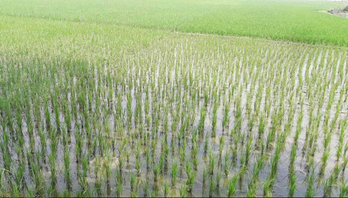 তজুমদ্দিনে কমছে বোরো আবাদ