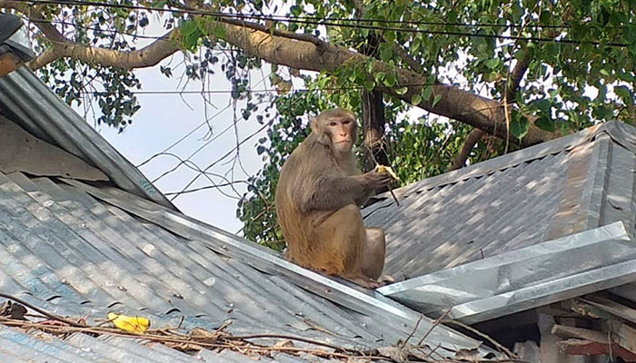 লকডাউনে ভারতীয় ক্ষুধার্ত বানরজুটি ফুলবাড়ীতে