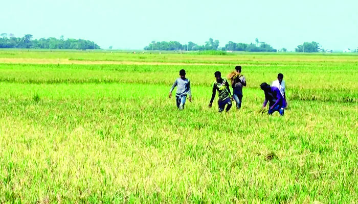 শ্রমিক সংকটে দুশ্চিন্তায় কৃষকরা