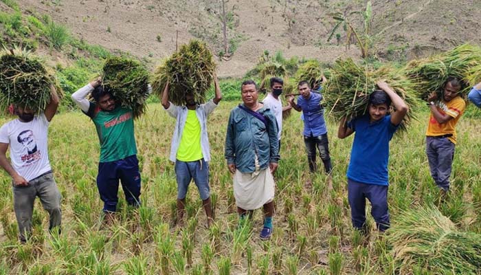 কৃষকের পাকা ধান স্বেচ্ছাশ্রমে ঘরে তুলে দিলো ছাত্রলীগ