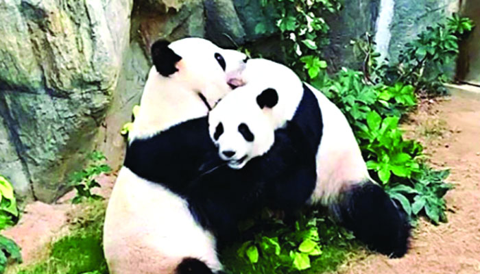 লকডাউনের নীরবতায় দুই পান্ডার মিলন