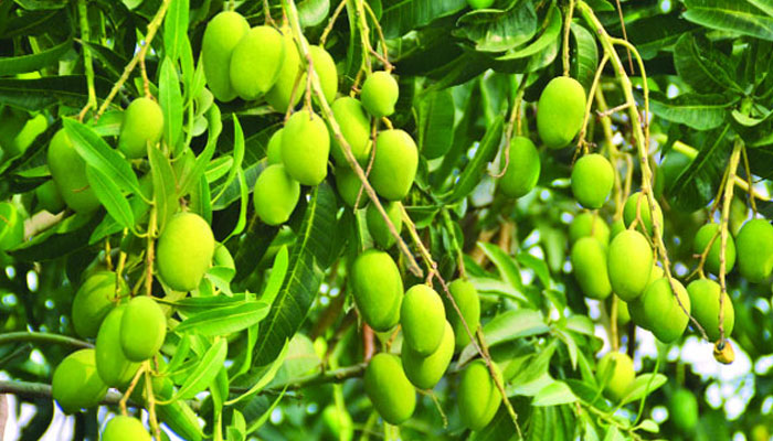 ডুমুরিয়ায় আমের বাম্পার ফলনের আশাবাদী চাষীরা